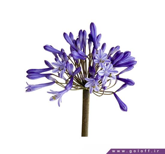 گل سوسن آفریقایی -  گل آگاپانتوس - African Lily | گل آف
